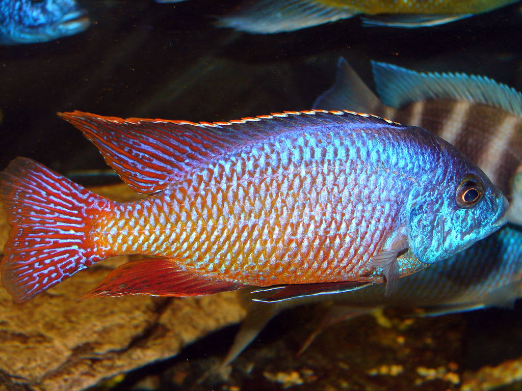  p>雄鱼的体色呈明亮的红色同时头部呈蓝绿色.颜色的对比相当美丽.