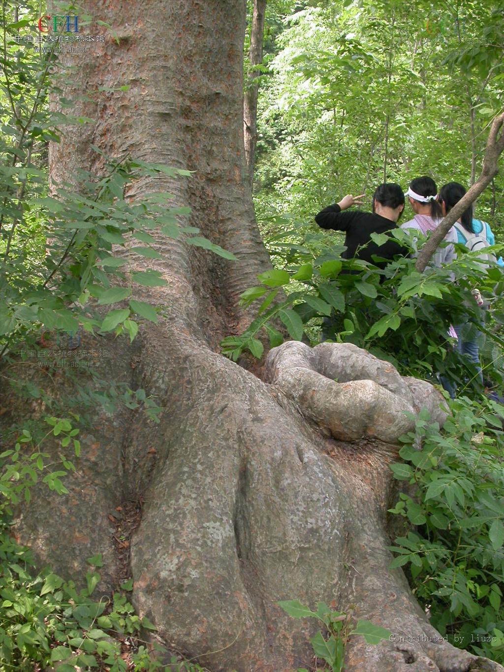  p>大果榉(学名: i>zelkova sinica  /i>schneid)是榆科,榉属乔木
