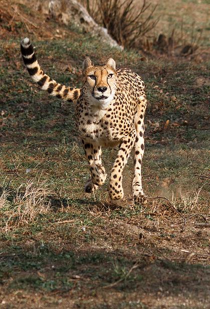 jubatus /i>):又称 a target="_blank" href="/item/印度豹/6215359"