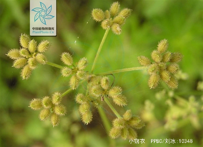 torilis japonica (houtt.) dc.