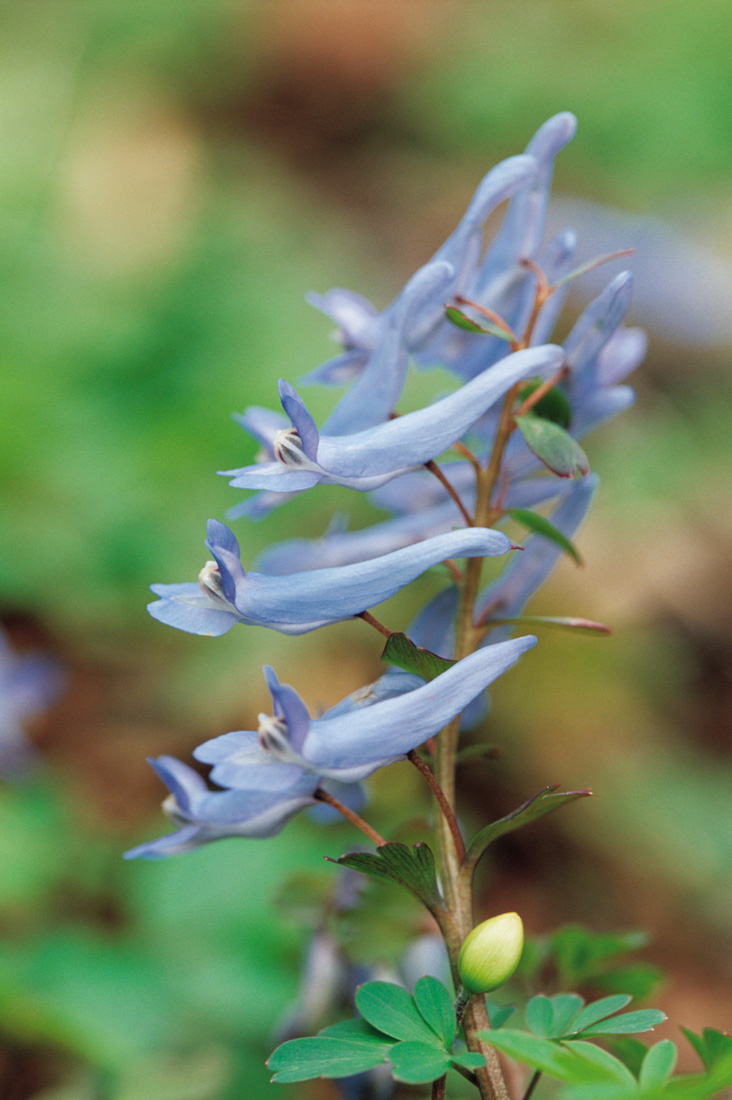 p>紫堇属隶属于荷包牡丹亚科fumarioideae的紫堇族corydaleae,广布于