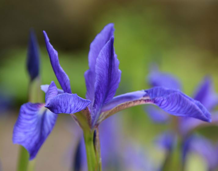  p>北陵鸢尾(学名: i>iris typhifolia /i>  kitag.
