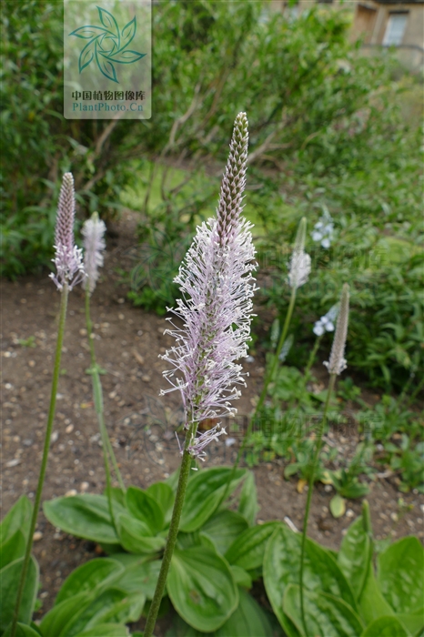  p>北车前,为 a href="#" data-lemmaid="2297624">车前科 /a>, a