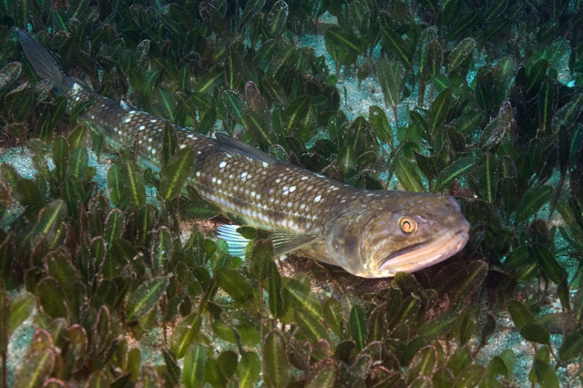  p>花斑蛇鲻(学名: i>saurida undosquamis /i>)是狗母鱼科,蛇鲻属的