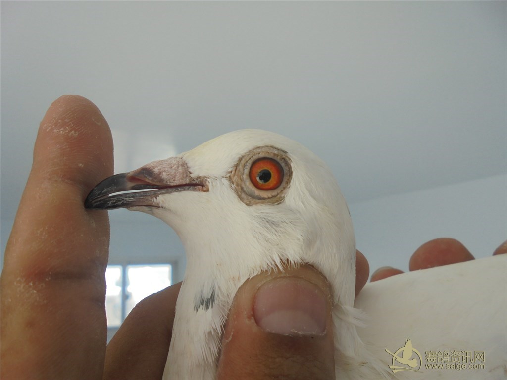  p>白毛脚鸽也称 a href="#" data-lemmaid="11184818">毛脚白 /a>,为