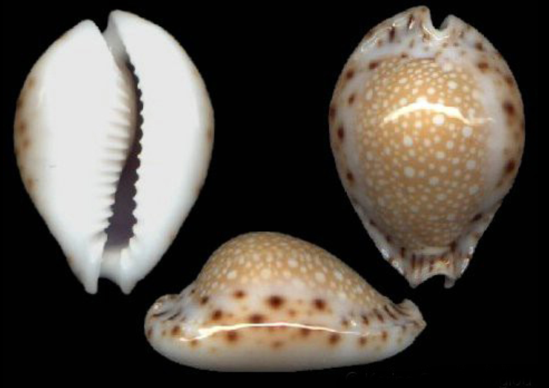  p>拉马克宝螺(学名:erosaria lamarckii lamarckii)是腹足纲宝螺科的