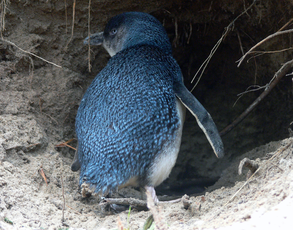  p>小蓝企鹅(学名: i>eudyptula minor /i>)也称蓝企鹅,是企鹅家族中
