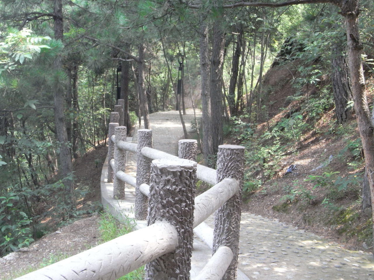 山阳苍龙山森林公园