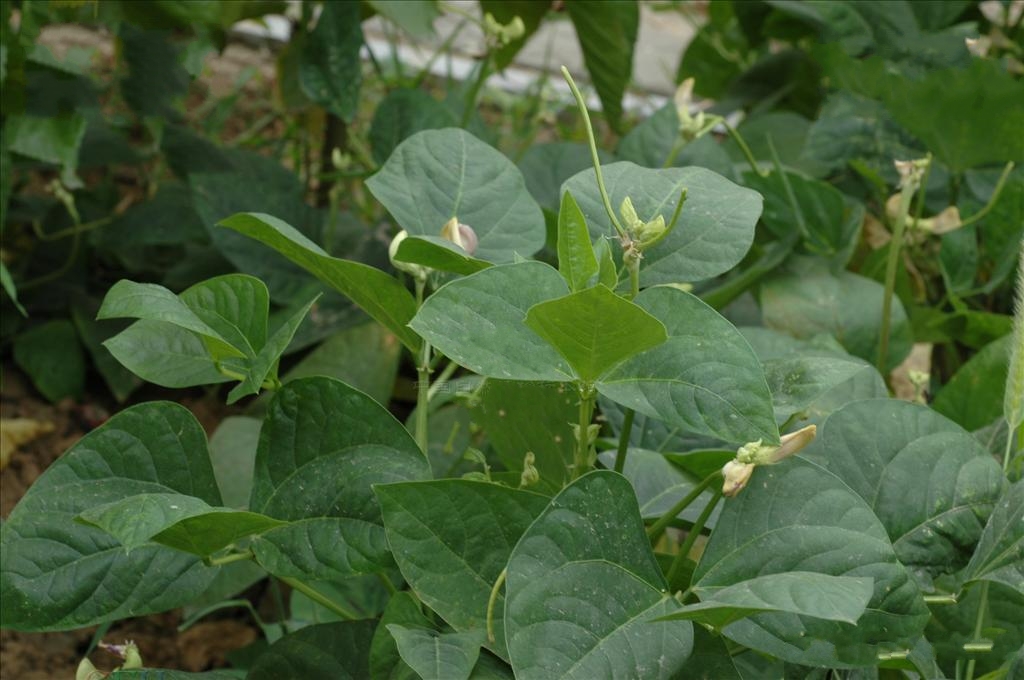 或卵状菱形;小苞片卵形,有数条隆起的脉,大概与花萼一样长;花冠白色