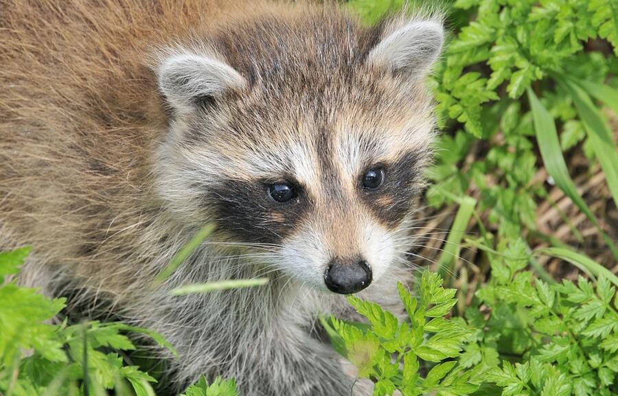  p data-id="tj1g3dcbd00h">乌苏里貉是食肉目犬科貉属哺乳动物.