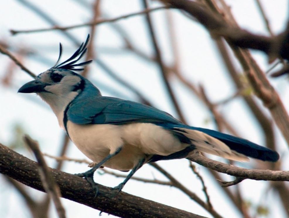  p>黑喉鹊鸦(学名: i>calocitta colliei /i>):体重225–251克,体长58