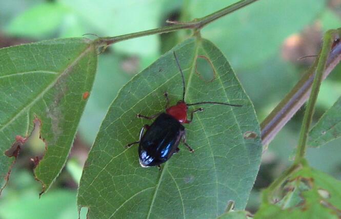  p>花萤科指的是 a>节肢动物门 /a>,六足亚门,昆虫纲,鞘翅目的一科.