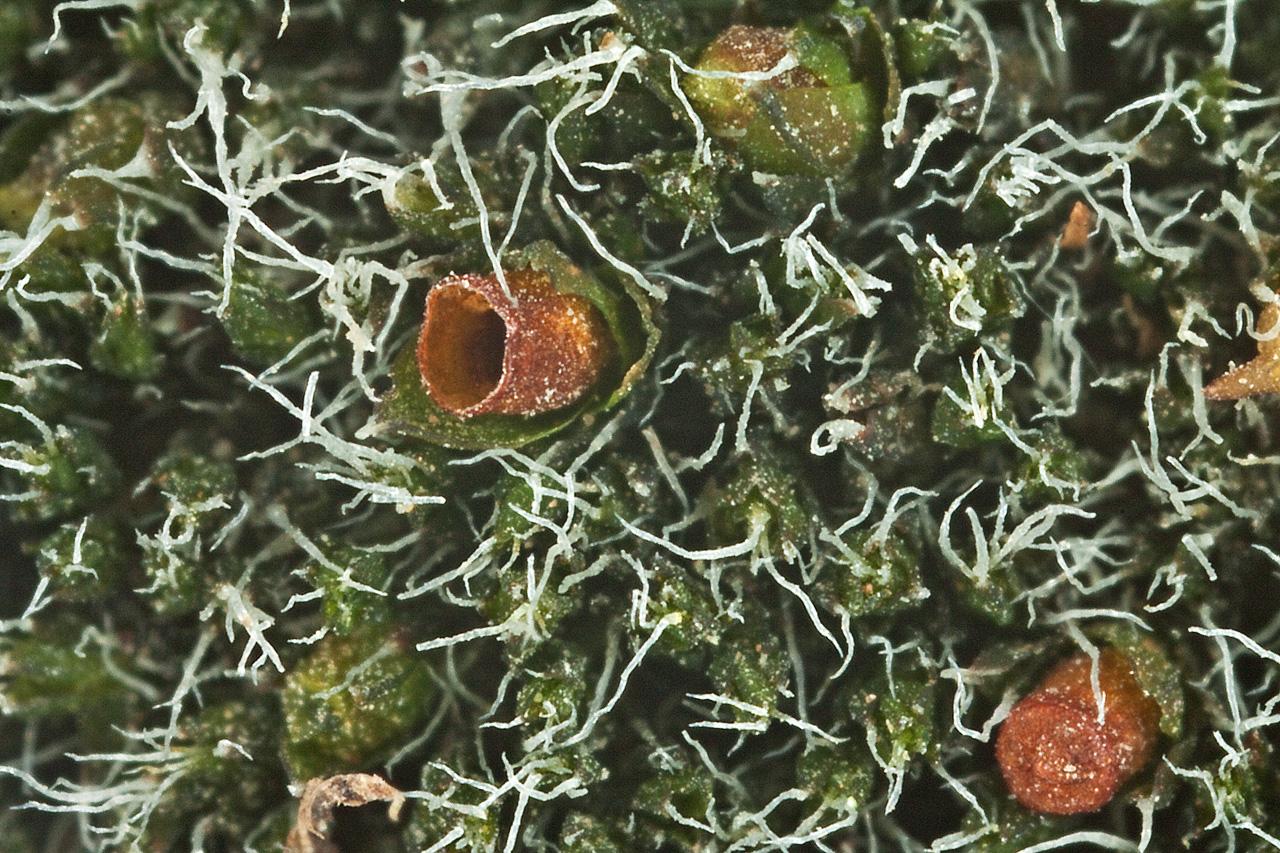  p>垫丛紫萼藓, a target="_blank" href="/item/植物/142914" data