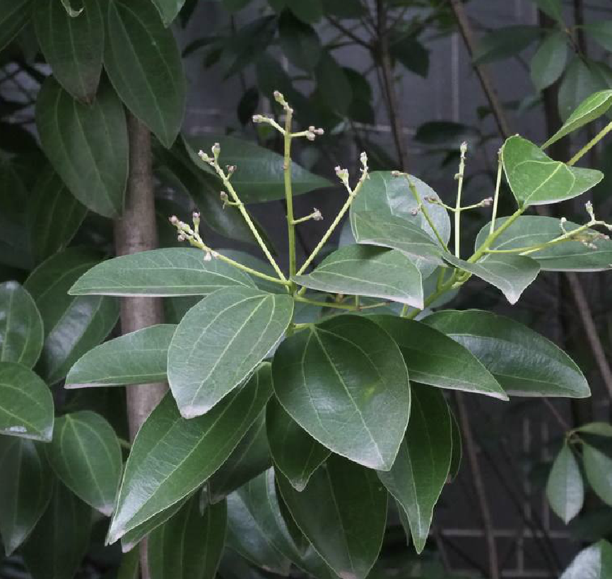  p>兰屿肉桂(学名: i>cinnamomum kotoense /i> kanehira et sasaki)