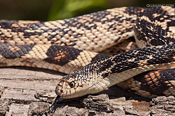  p>游蛇科 (colubridae)动物, a href="#" data-lemmaid="8074290">学