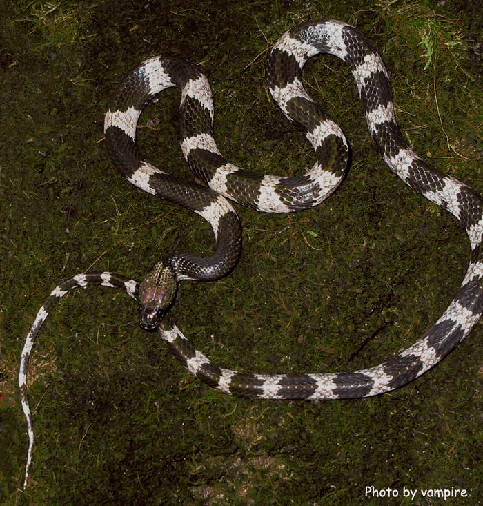  p>白环蛇(学名:lycodon aulicus)是游蛇科白环蛇属的爬行动物,主要