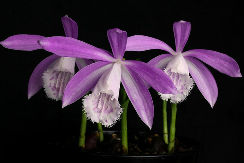 p>小白及(学名: i>bletilla formosana  /i> (hayata) schltr.