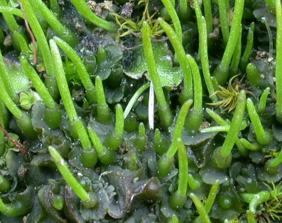 4毫米. 角苔属是 一年的 并且在触击胜利 植物. /p>