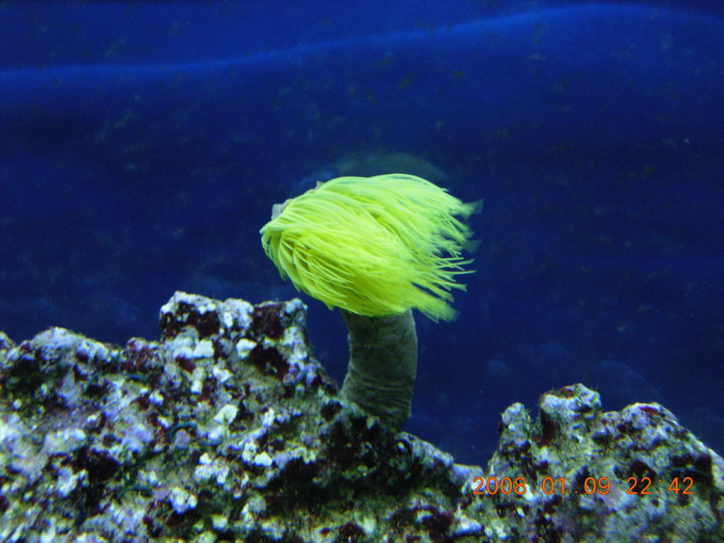  p data-id="gnwpv7q7z0">管虫又名管蠕虫,管栖蠕虫,它们上端是一片