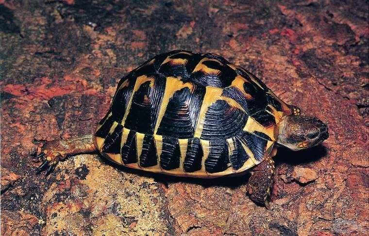  p>扁平陆龟是一种非常奇特的陆龟,如果没有见过它,那么光听名字或许