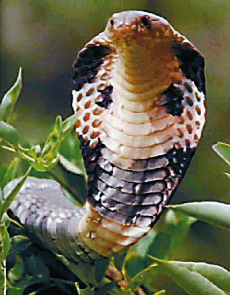  p>眼镜王蛇( i>ophiophagus hannah /i>)又称山万蛇,过山风,大扁颈蛇