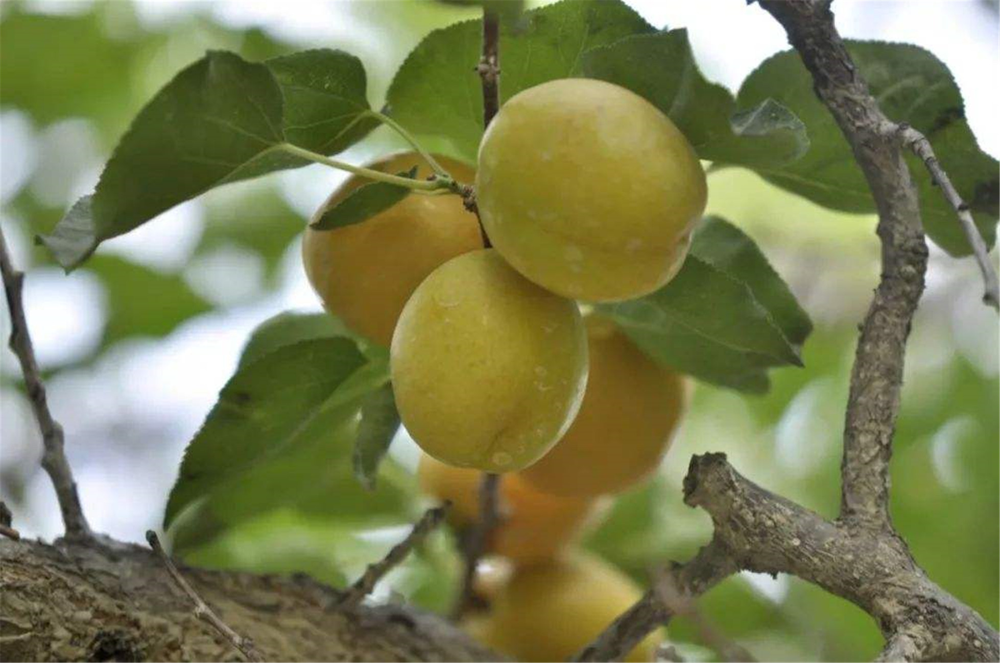  p data-id="go0it1te42">吊干杏(学名: i>prunus armeniaca /i> 