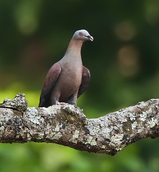  p>紫林鸽(学名: i>columba punicea /i>)为 a href="#">鸠鸽科 /a>鸽