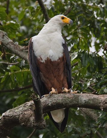  p>非洲海雕(学名: i>haliaeetus vocifer /i>):为隼形目鹰科的 a