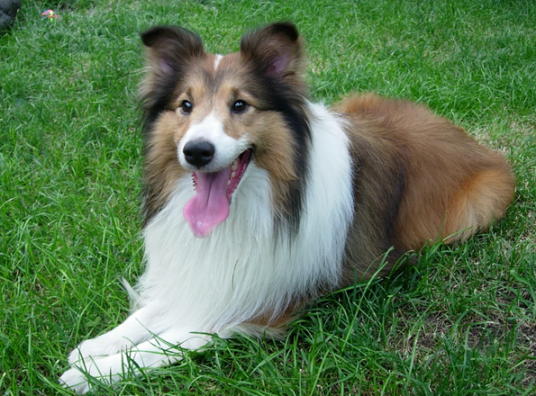 粗毛牧羊犬_百度百科