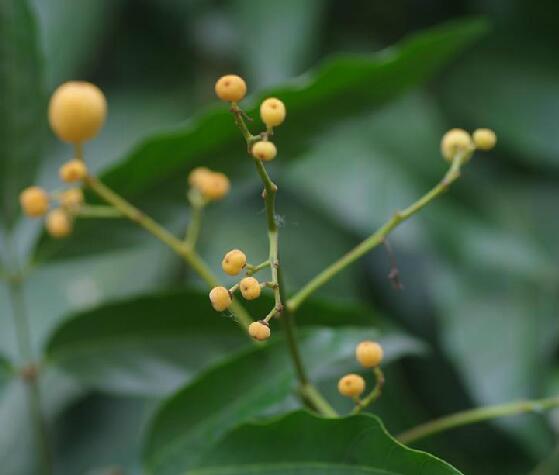 hort.)是楝科割舌树属植物.乔木,高可达15米;枝褐色,无毛.