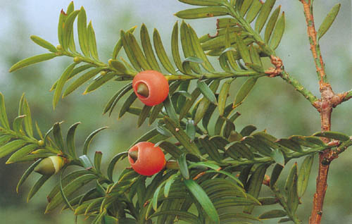  p>云南红豆杉(学名: i>taxus yunnanensis  /i>cheng et l. k.