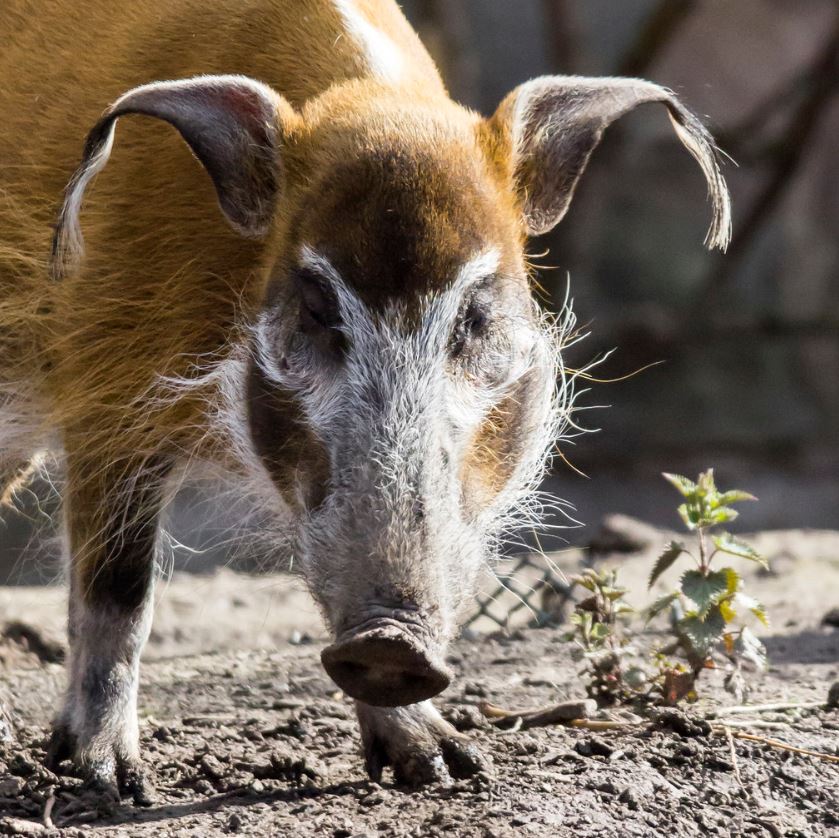  p>米沙鄢野猪(学名: i>sus cebifrons /i>):头体长约100厘米;雌性