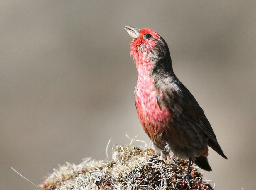  p>红胸朱雀(学名: i>carpodacus puniceus /i>):体长19-22厘米.