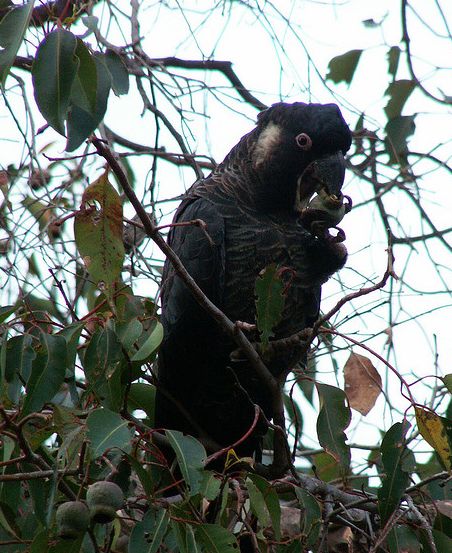 white-tailed black-cockatoo