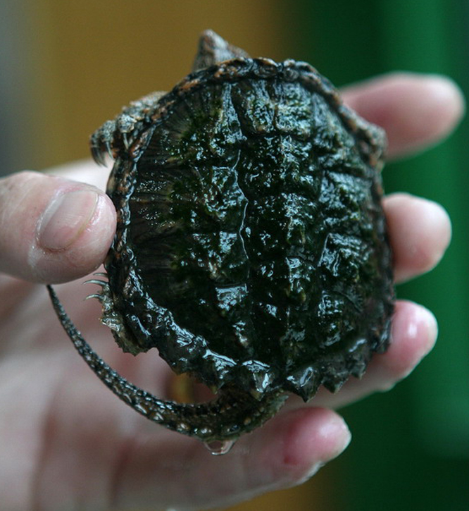 data-lemmaid="2551121">南美小鳄 /a>是一种生长在南美洲的鳄龟