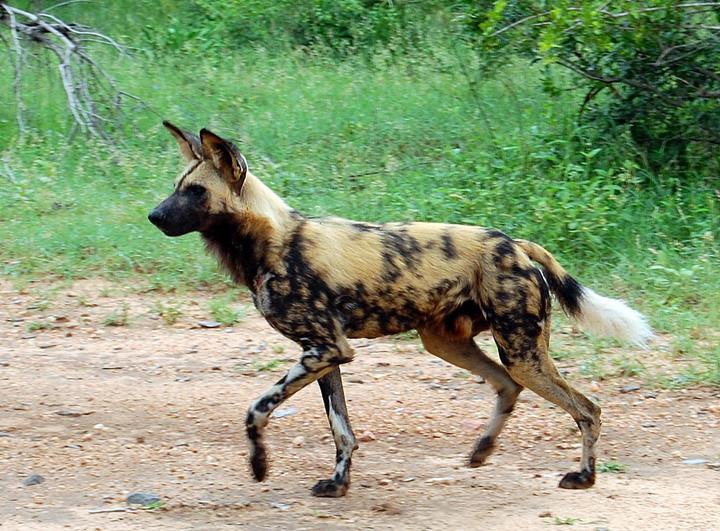  p>非洲野犬(学名: i>lycaon pictus /i>)体长100厘米,尾长30-45厘米