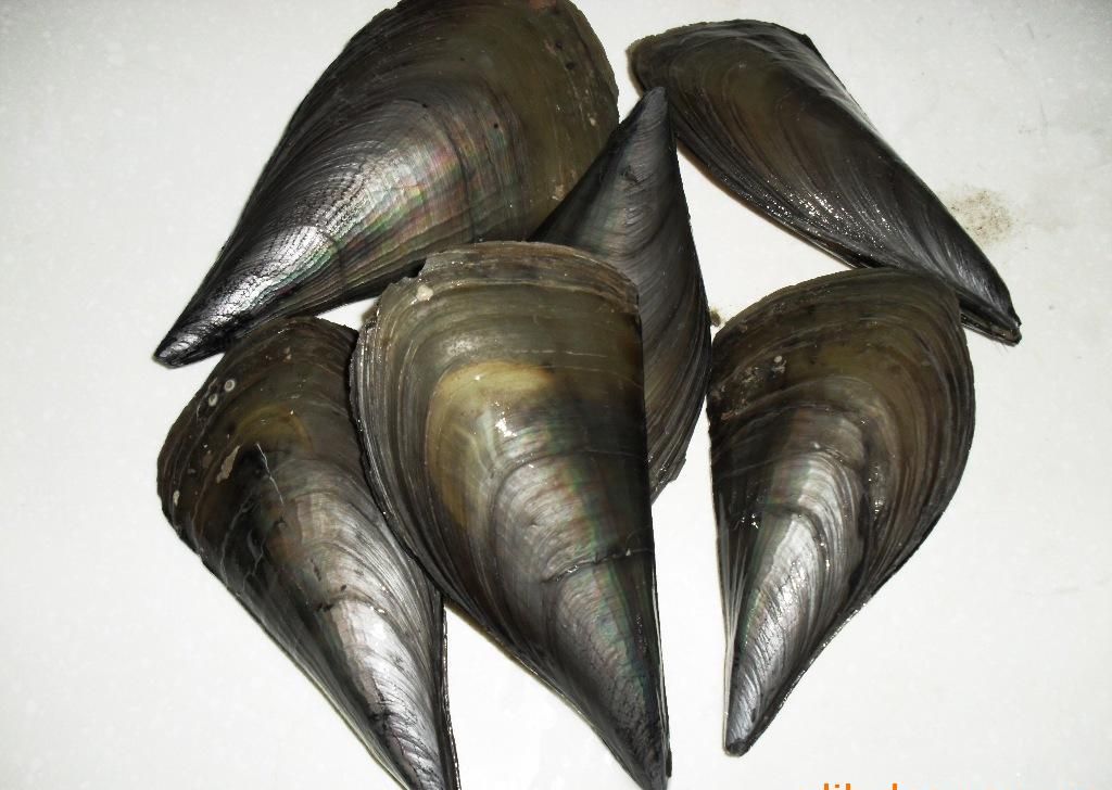 海错江瑶『海错江瑶诗句』