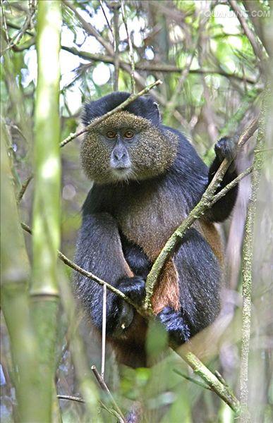  p>青长尾猴是属于 a href="#" data-lemmaid="3516708">脊索动物门 