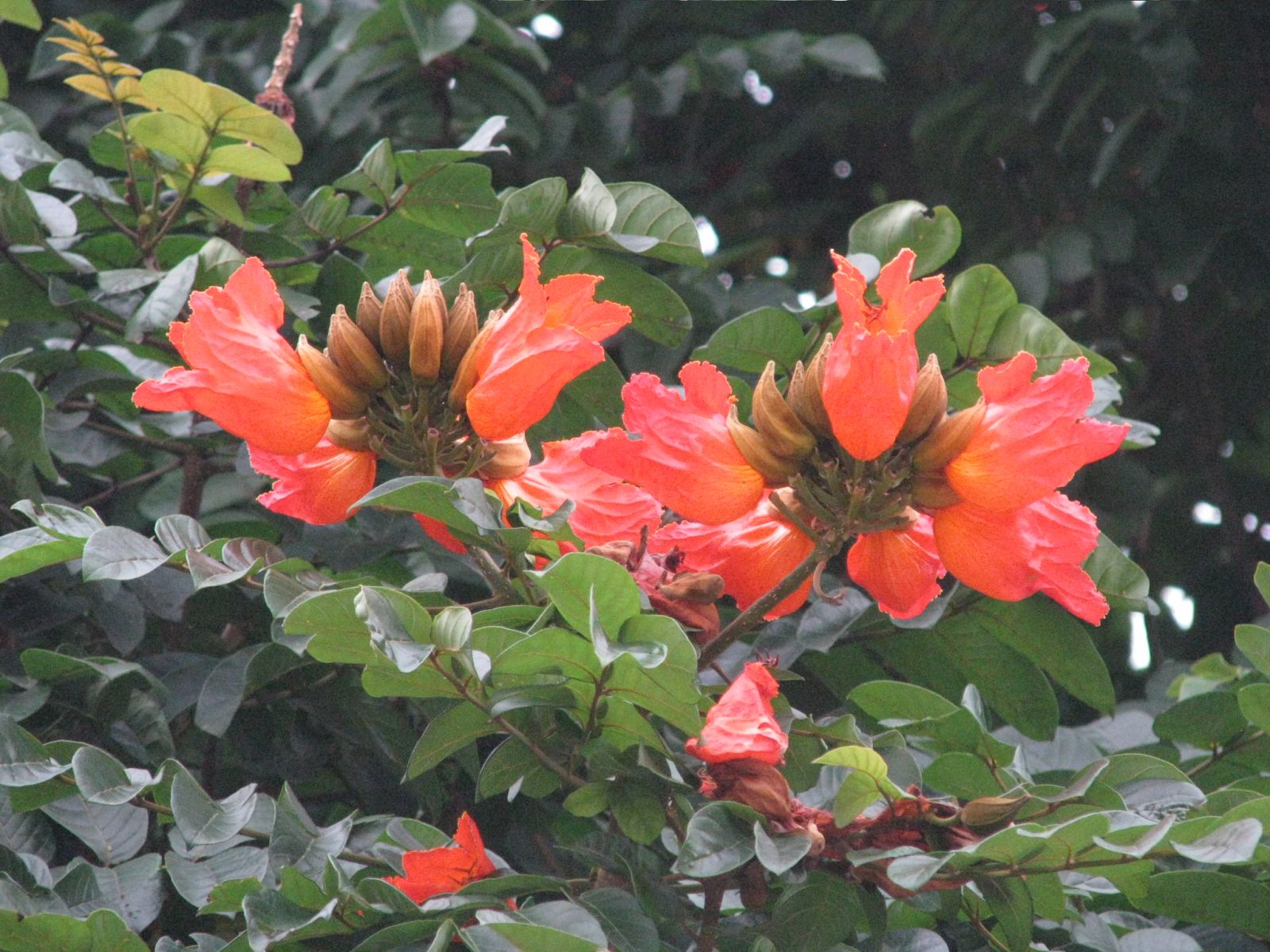 data-lemmaid="2616511">火焰花属 /a>的植物