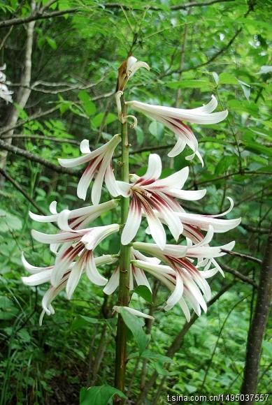 是百合科下的一属植物,多年生 a target="_blank" href="/item/簿本