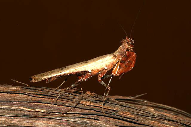  p>巨腿螳,也叫拳师螳螂,中等大小的螳螂,有着几乎和体型不成比例的