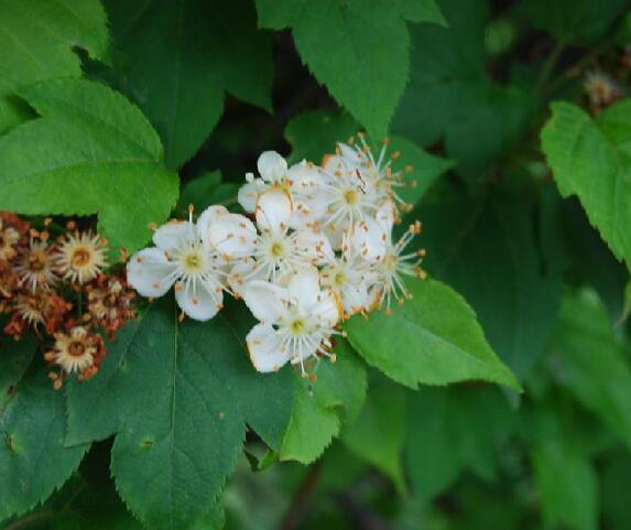  p>变叶海棠(学名: i>malus toringoides /i> (rehder) hughes )是