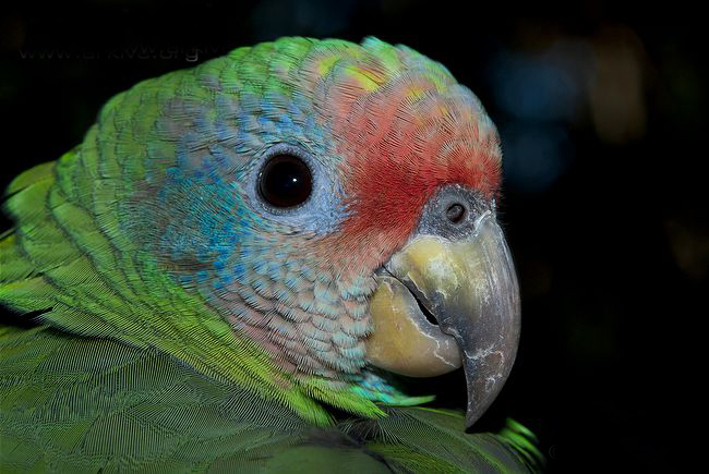  p>红尾亚马逊鹦鹉(学名:amazona brasiliensis)是典型的 a target="