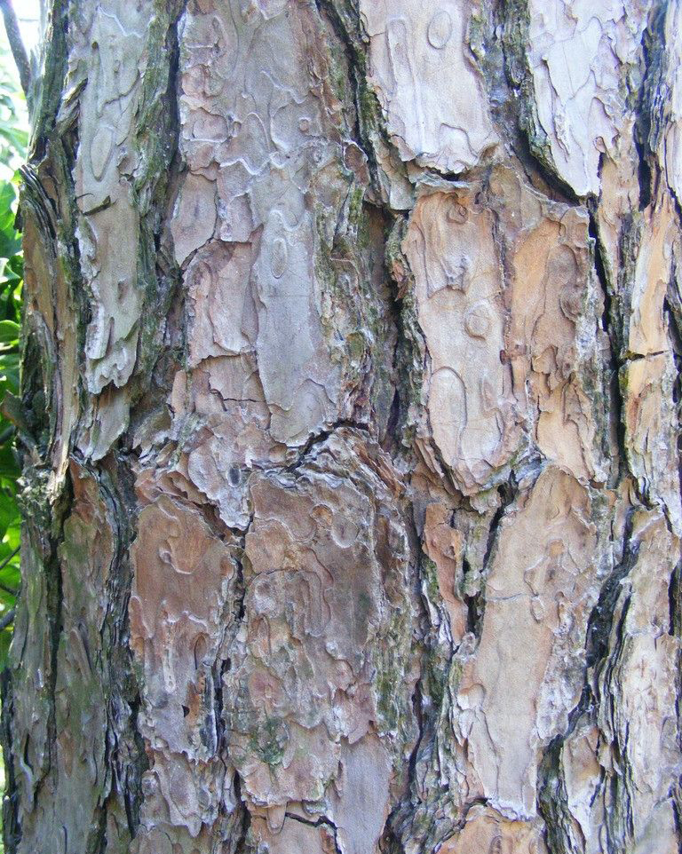 松树皮