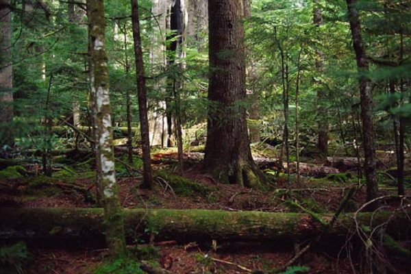 陕西延安柴松省级自然保护区