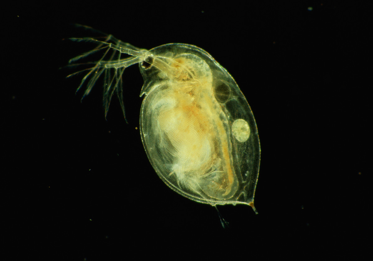  p>水蚤是一种小型的甲壳动物,属于 a href="#" data-lemmaid="