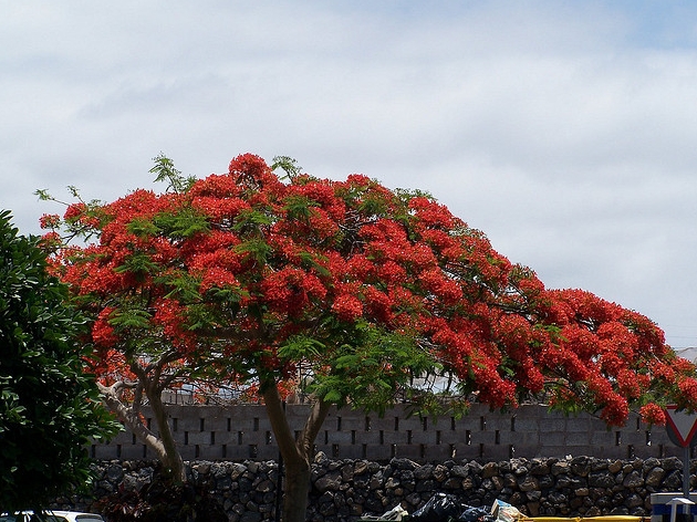  p>凤凰木(delonix regia),取名于"叶如飞凰之羽,花若丹凤之冠",别名