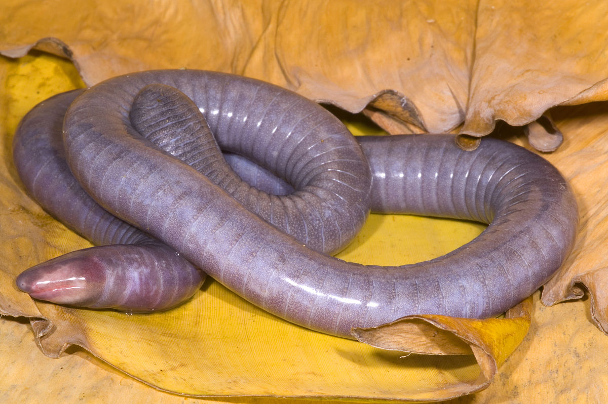  p>蚓螈,裸蛇目( a href="#" data-lemmaid="957740">蚓螈目 /a>