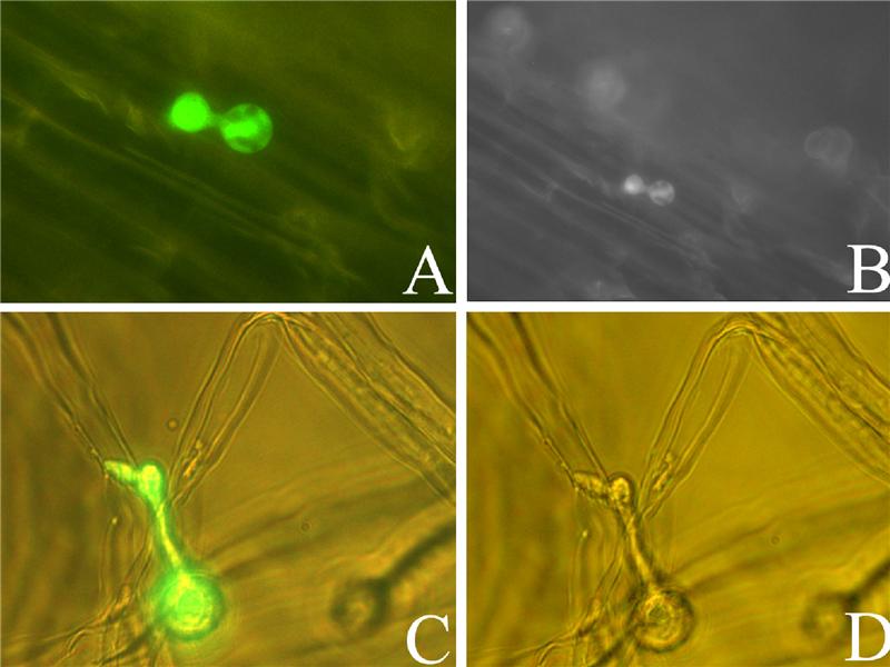  a target="_blank" href="/item/游动孢子/3447292" data-lemmaid="