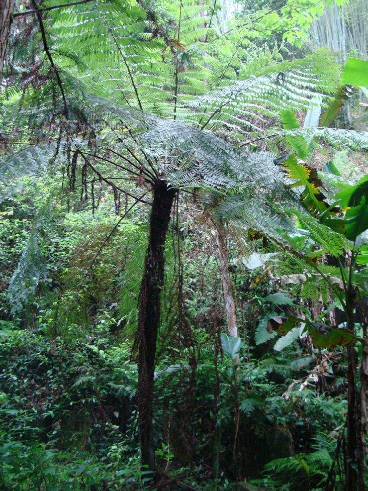 sphaeropteris bernh.